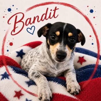 Bandit -  Chihuahua Dog for Adoption in Panama City, Florida - Bandit | PetCurious