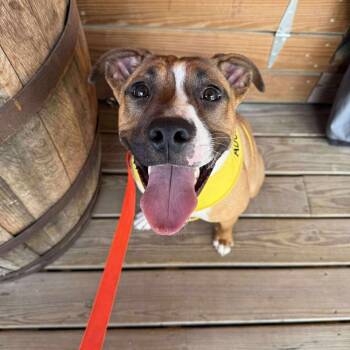 Rescue Mixed Breed Dogs for Adoption in Mount Sterling, Illinois - Loki | PetCurious