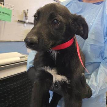 German Shepherd Dog and Mixed Breed Dogs Available for Adoption in Camarillo, California - A880318 | PetCurious