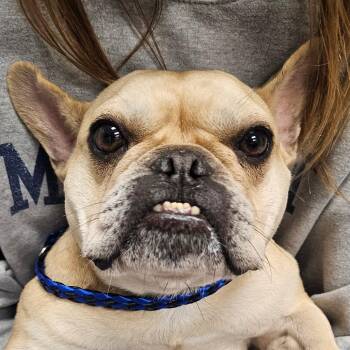 Latte / Penny -  Mixed Breed Dog for Adoption in Greenville, South Carolina - Latte / Penny | PetCurious
