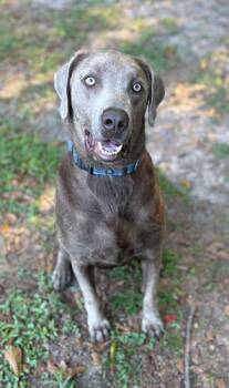 Rescue Chocolate Labrador Retriever Dogs for Adoption in Killingworth, Connecticut - Rodger | PetCurious