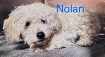 Rescue Poodle Dogs for Adoption in Albuquerque, New Mexico - Nolan | PetCurious