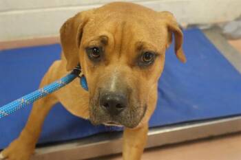 Rescue Mixed Breed Dogs for Adoption in Columbia, South Carolina - LAYLA | PetCurious
