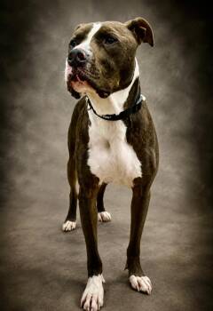 Remington aka Remi -  Pit Bull Terrier Dog for Adoption in Knoxville, Tennessee - Remington Aka Remi | PetCurious