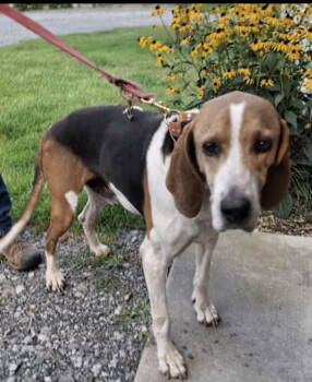 Rescue Treeing Walker Coonhound Dogs for Adoption in Westminster, Maryland - Turbo | PetCurious