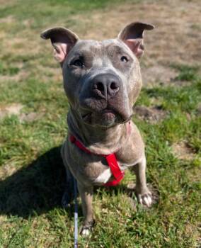 Roku -  Pit Bull Terrier Dog for Adoption in Santa Rosa, California - Roku | PetCurious