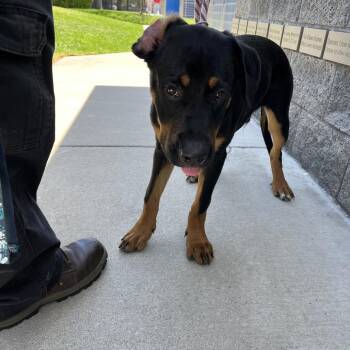 Orange Juice -  Rottweiler and Mixed Breed Dog for Adoption in Hawthorne, California - Orange Juice | PetCurious
