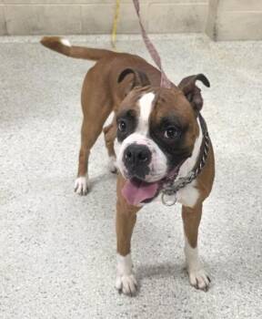 FURY -  Boxer and Mixed Breed Dog for Adoption in Conroe, Texas - FURY | PetCurious