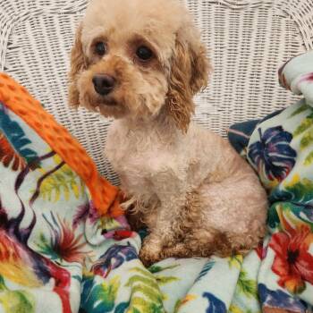 Sugar -  Miniature Poodle Dog for Adoption in Smithfield, Pennsylvania - Sugar | PetCurious