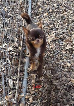 Chihuahua Dogs Available for Adoption - Leo | PetCurious