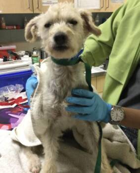 Poodle and Mixed Breed Dogs Available for Adoption in Riverside, California - SQUIDWARD | PetCurious