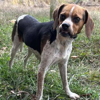 Rescue Beagle Dogs for Adoption in Washington, District Of Columbia - Melva | PetCurious