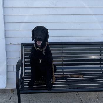 Poodle and Black Labrador Retriever Dogs Available for Adoption in New Orleans, Louisiana - Vader | PetCurious