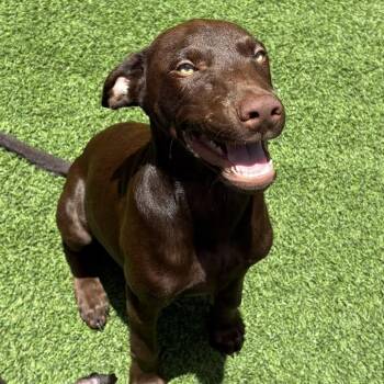 Cairo 5758 -  Doberman Pinscher and Mixed Breed Dog for Adoption in Loxahatchee Groves, Florida - Cairo 5758 | PetCurious