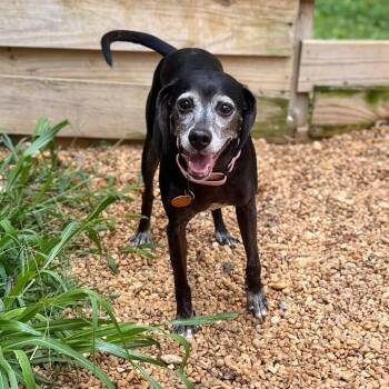 Harriet -  Mixed Breed Dog for Adoption in Fredericksburg, Virginia - Harriet | PetCurious