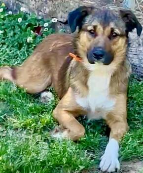 Border Terrier and Black Mouth Cur Dogs Available for Adoption in Okolona, Mississippi - Journey  | PetCurious
