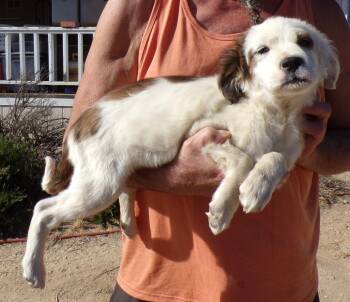 Brittany Spaniel and English Setter Dogs Available for Adoption in Corona, California - CANDY | PetCurious