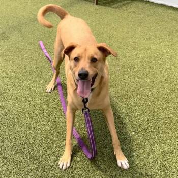 Dino -  Mixed Breed Dog for Adoption in Sarasota, Florida - Dino | PetCurious