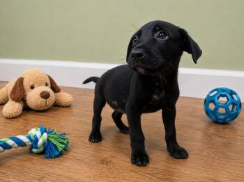 Badger -  Black Labrador Retriever Dog for Adoption in Orangeburg, South Carolina - Badger | PetCurious