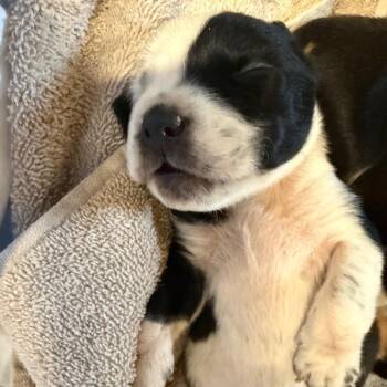 Benin -  Mixed Breed Dog for Adoption in Moab, Utah - Benin | PetCurious