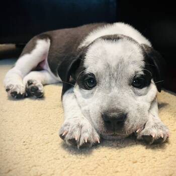 Rescue Mixed Breed Dogs for Adoption in Olathe, Kansas - Eclipse | PetCurious