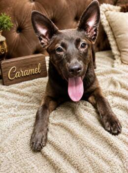 Caramel -  Miniature Pinscher Dog for Adoption in Lucas, Texas - Caramel | PetCurious