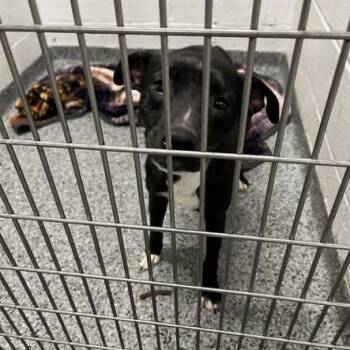 Mary Kate -  Mixed Breed Dog for Adoption in Jeffersonville, Indiana - Mary Kate | PetCurious