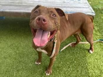 Chona -  Terrier and Mixed Breed Dog for Adoption in Gainesville, Florida - Chona | PetCurious