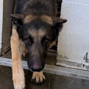 German Shepherd Dog Dogs Available for Adoption in Jacksonville, Arkansas - Max | PetCurious