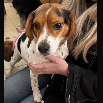 Beagle Dogs Available for Adoption - Daisy | PetCurious