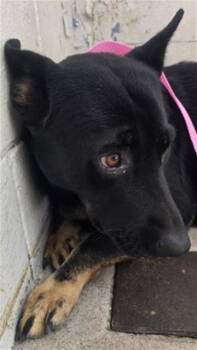 GRAYSON -  German Shepherd Dog Dog for Adoption in San Bernardino, California - GRAYSON | PetCurious