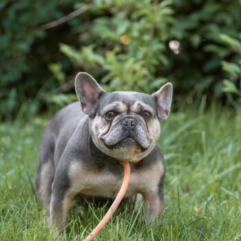 Judy -  French Bulldog Dog for Adoption in Chester Springs, Pennsylvania - Judy | PetCurious