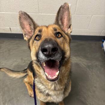 German Shepherd Dog Dogs Available for Adoption in Dekalb, Illinois - Dakota | PetCurious