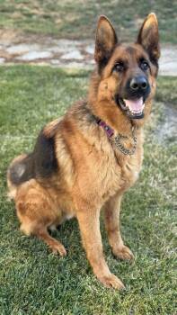 German Shepherd Dog Dogs Available for Adoption in Pleasant Hill, California - Gunner | PetCurious
