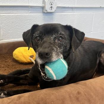 Pumpernickel -  Mixed Breed Dog for Adoption in East Hanover, New Jersey - Pumpernickel | PetCurious