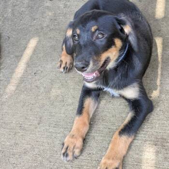Lyra -  Golden Retriever and Australian Cattle Dog Blue Heeler Dog for Adoption in Rochester, Minnesota - Lyra | PetCurious