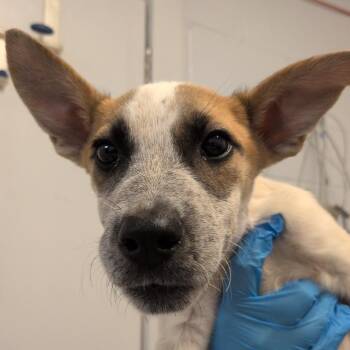 Winkle -  Cattle Dog and Mixed Breed Dog for Adoption in Hattiesburg, Mississippi - Winkle | PetCurious