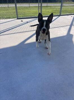 Malachi -  Pit Bull Terrier Dog for Adoption in Burgaw, North Carolina - Malachi | PetCurious