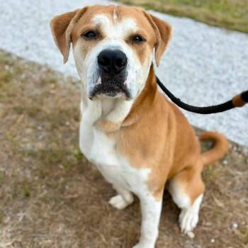 Kang -  Mastiff and Mixed Breed Dog for Adoption in Mooresville, Indiana - Kang | PetCurious