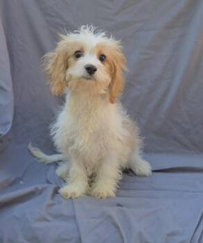 Cavapoo male -  Cavalier King Charles Spaniel and Cavapoo Dog for Adoption in Woodsfield, Ohio - Cavapoo Male | PetCurious