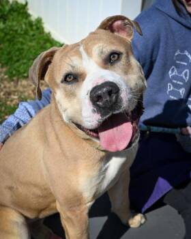 Mixed Breed Dogs Available for Adoption in Chamblee, Georgia - Pittman | PetCurious