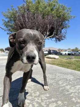 Pomni -  Pit Bull Terrier Dog for Adoption in Victorville, California - Pomni | PetCurious