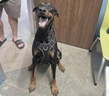 A660086 -  Doberman Pinscher Dog for Adoption in Houston, Texas - A660086 | PetCurious