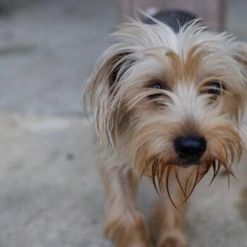 Molly -  Yorkshire Terrier Dog for Adoption in Baton Rouge, Louisiana - Molly | PetCurious