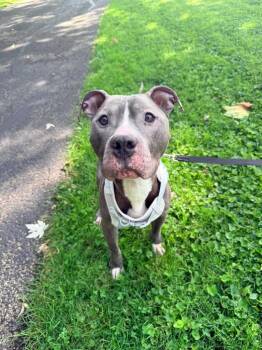 Bones -  Terrier Dog for Adoption in New Kensington, Pennsylvania - Bones | PetCurious