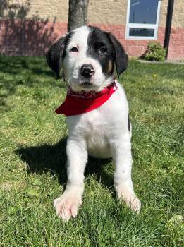 Saint Bernard Dogs Available for Adoption in Maryville, Missouri - Race Track | PetCurious