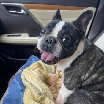 Jolie - She loves you already -  French Bulldog Dog for Adoption in Houston, Texas - Jolie - She Loves You Already | PetCurious