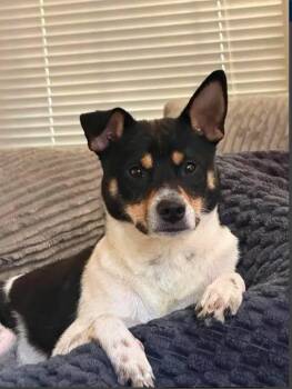 Remmy -  Shiba Inu and Rat Terrier Dog for Adoption in Toms River, New Jersey - Remmy | PetCurious