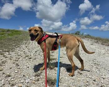 Lila -  Mixed Breed Dog for Adoption in Key West, Florida - Lila | PetCurious
