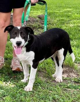 Popcorn 26 -  Mixed Breed Dog for Adoption in Brookhaven, Mississippi - Popcorn 26 | PetCurious